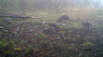 Dikkat, ormanda bebek var! Hepsi fotokapanlara takıldı