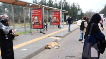 Diyarbakır’da Sokak Hayvanlarına Dikkat Çekildi