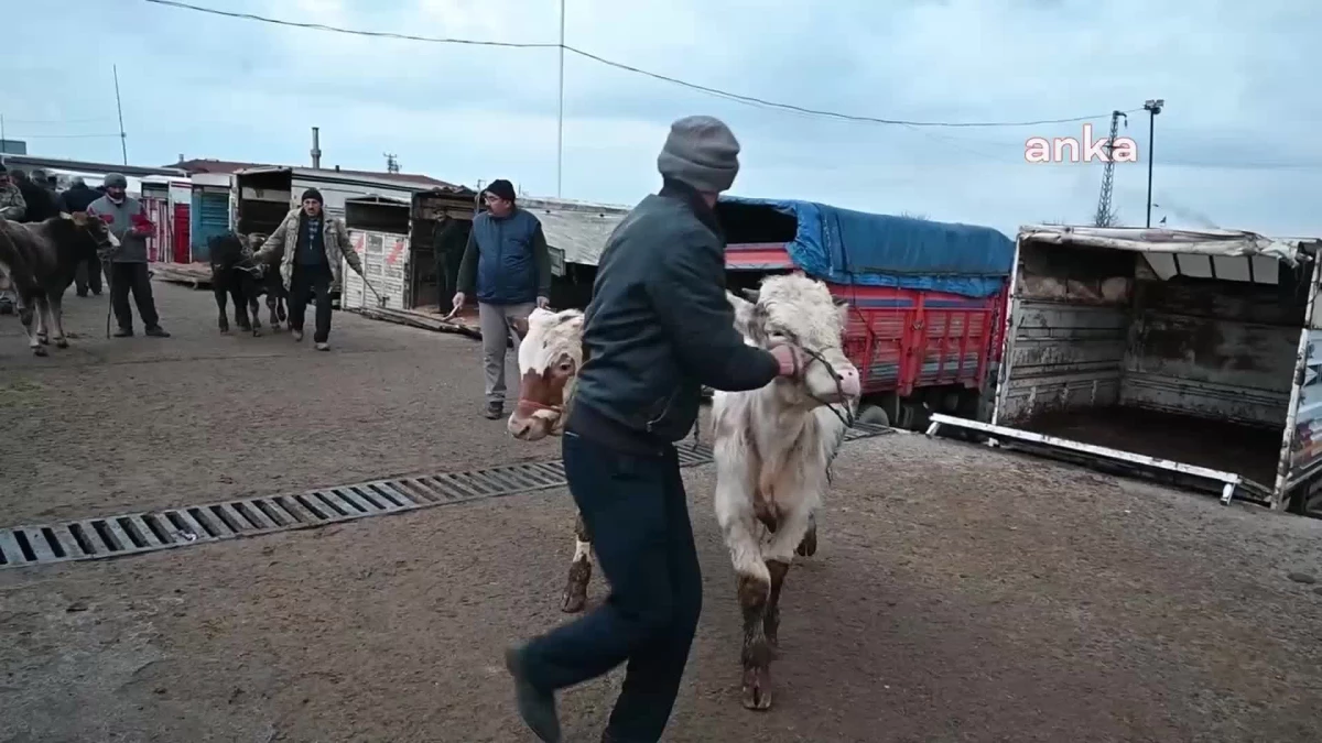 Şap Hastalığı Nedeniyle Canlı Hayvan Pazarları Kapatıldı