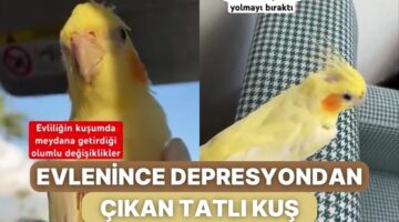 Uzun Süredir Depresyonda Olan Sultan Papağanına Eş Gelince Yaşadığı Değişimi Görmelisiniz